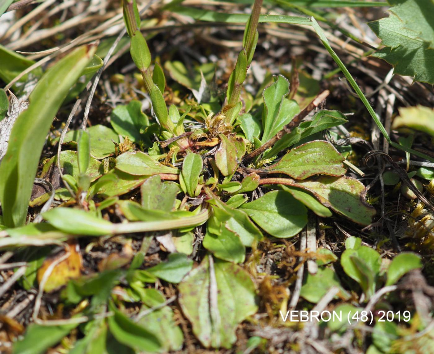 Globularia leaf